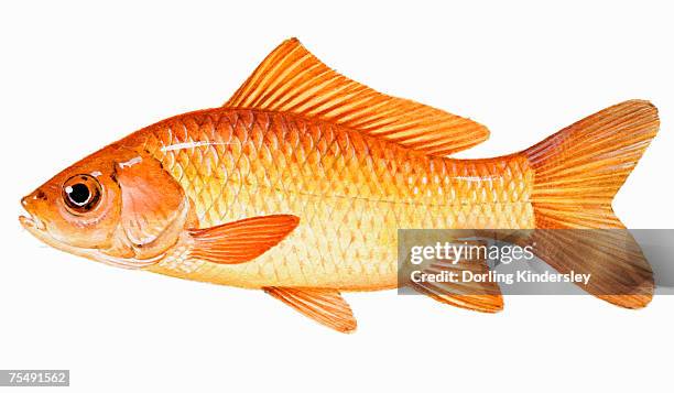 goldfish (carassius auratus), member of carp family - carassius auratus auratus stock illustrations