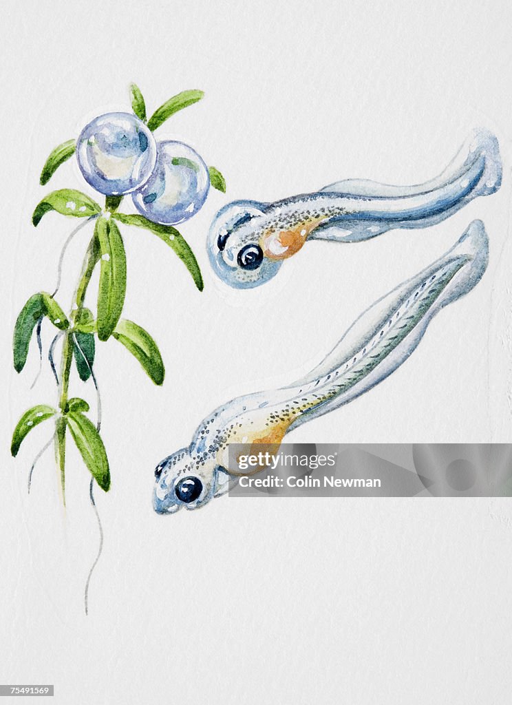 Young fish, and eggs on pond weed