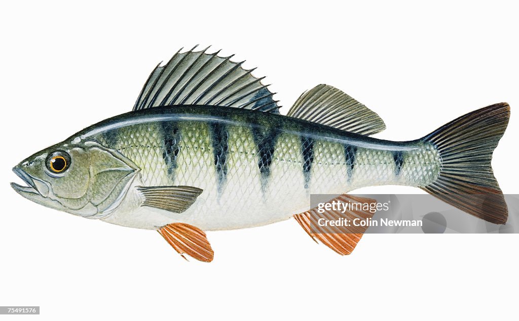 European Perch (Perca fluviatilis), freshwater fish