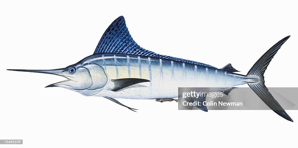 Striped Marlin (Tetrapturus audax), saltwater game fish with long spearlike upper jaw