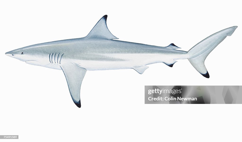 Blacktip Spinner (Carcharhinus brevipinna)