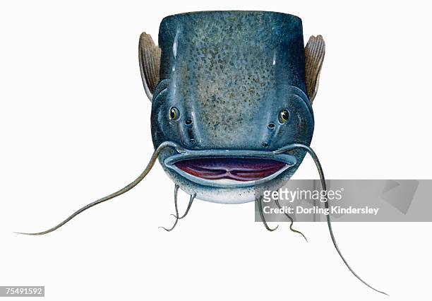 56 Catfish Face Stock Photos, High-Res Pictures, and Images