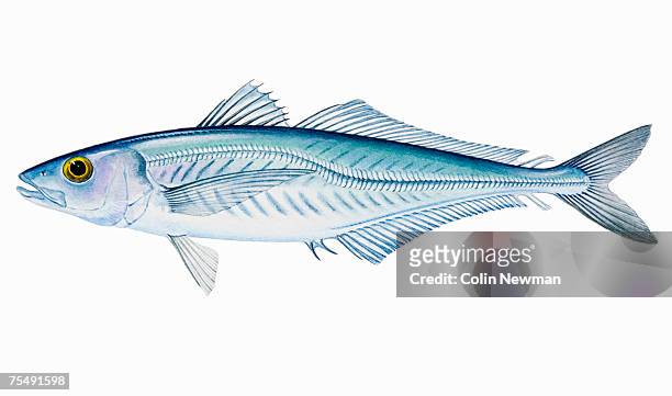 jack mackerel (trachurus declivis, t. novaezelandiae, t. murphyi), saltwater fish - trachurus trachurus stock-grafiken, -clipart, -cartoons und -symbole