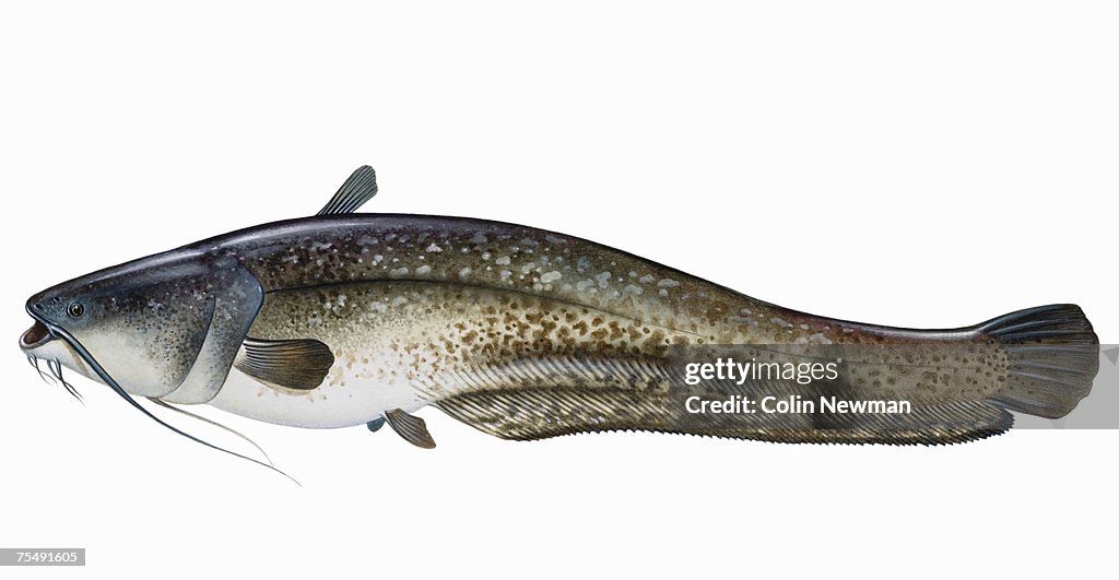 Wels (Silurus glanis), scale-less freshwater fish