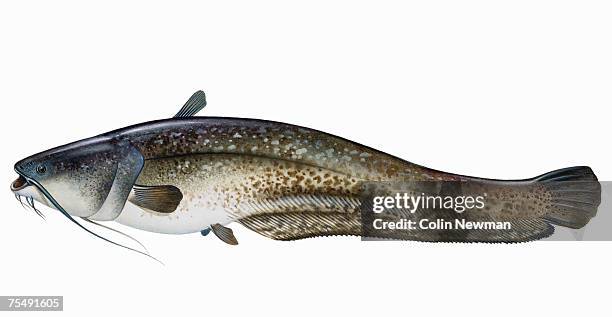 wels (silurus glanis), scale-less freshwater fish - silurus glanis stock illustrations