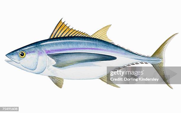 albacore (thunnus alalunga), saltwater fish - tuna illustration stock illustrations