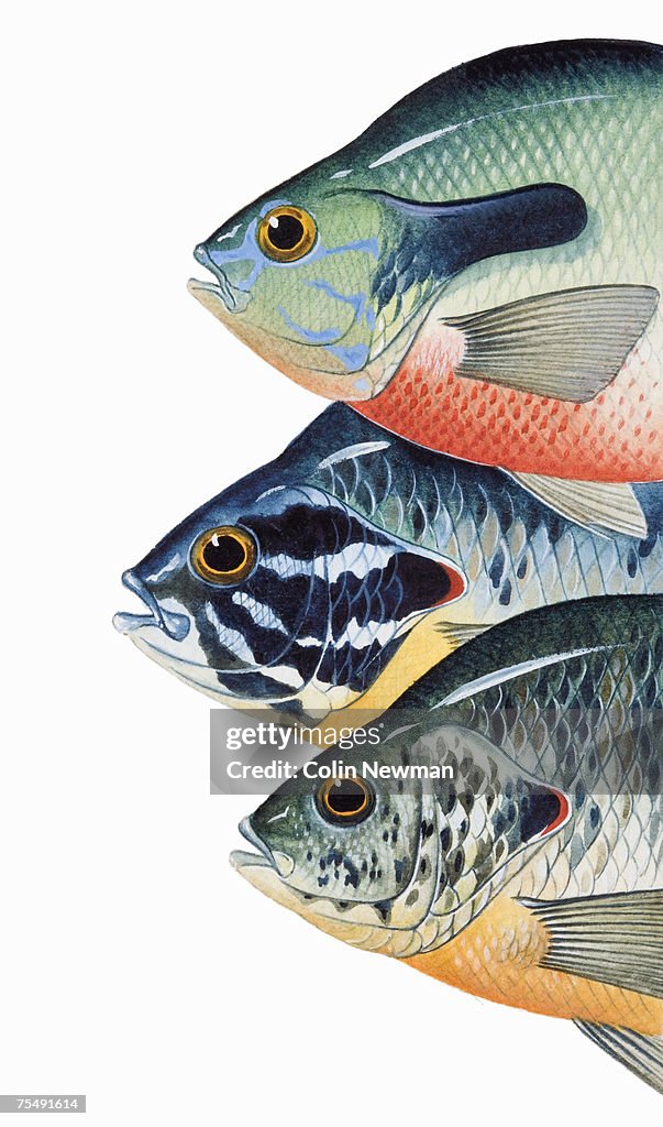 Three fish heads showing Operculum (gill covers)