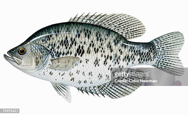 ilustraciones, imágenes clip art, dibujos animados e iconos de stock de black crappie (pomoxis negromaculatus), freshwater fish - crappie