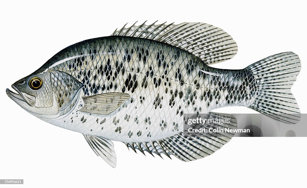 Black Crappie (Pomoxis negromaculatus), freshwater fish