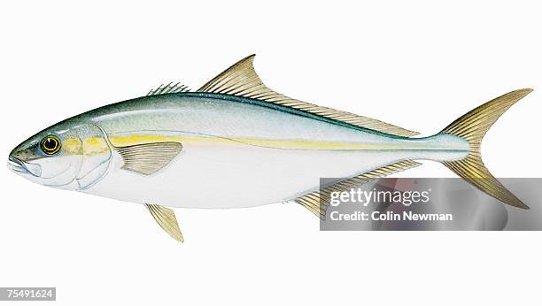 stockillustraties, clipart, cartoons en iconen met california yellowtail (seriola lalandi), saltwater fish - amberjack