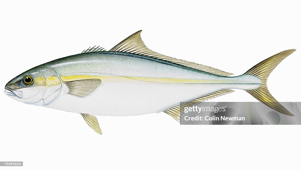 California Yellowtail (Seriola lalandi), saltwater fish