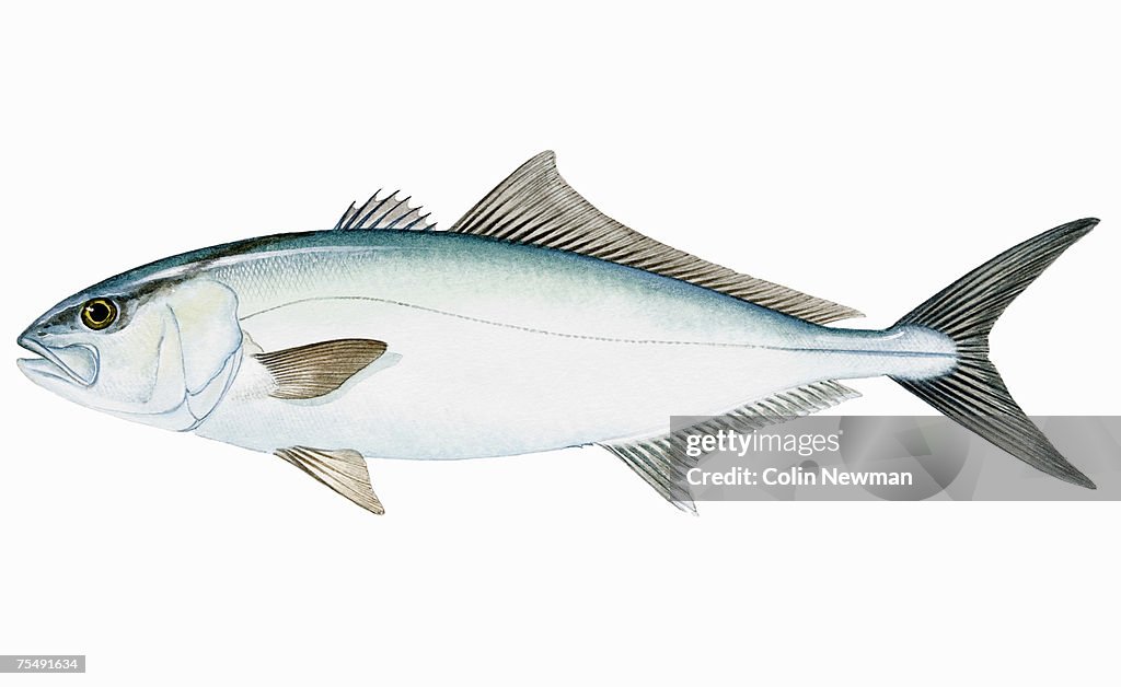 Greater Amberjack (Seriola dumerili), saltwater fish