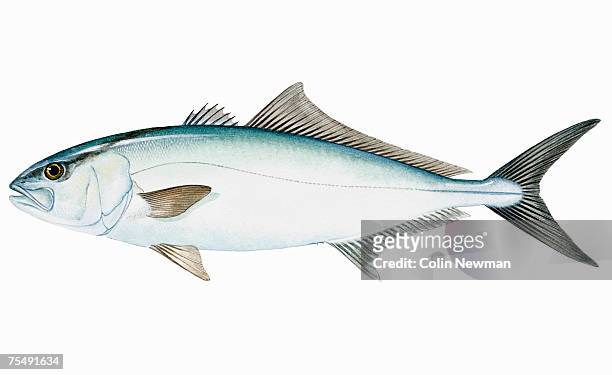 greater amberjack (seriola dumerili), saltwater fish - amberjack stock illustrations