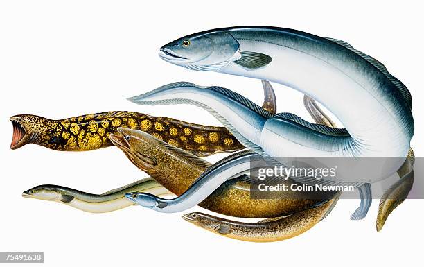 six species of eel, including european eel (anguilla anguilla), and american eel (anguilla rostrata) - european eel stock illustrations