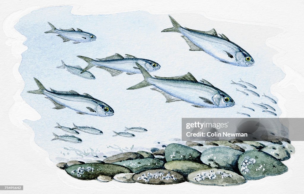 Schooling fish