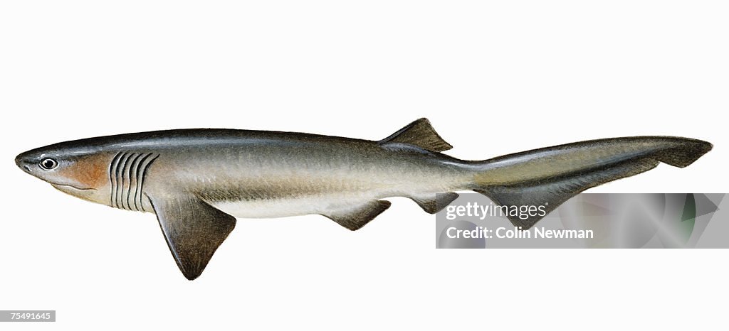 Bluntnose Sixgill Shark (Hexanchus griseus), largest hexanchoid shark