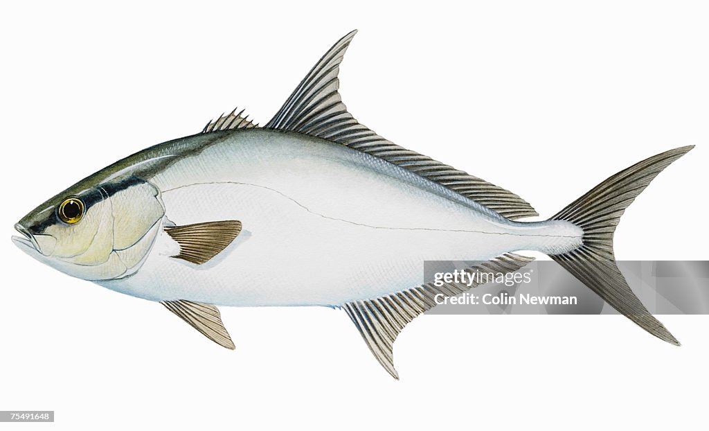 Almaco Jack (Seriola rivoliana), saltwater fish