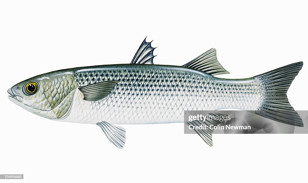Yellow-eyed Mullet, Freshwater Mullet (Aldrichetta forsteri)