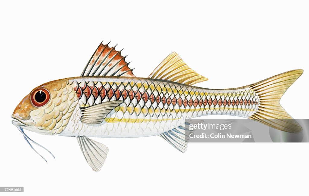 Red Mullet (Mullus surmuletus), saltwater fish