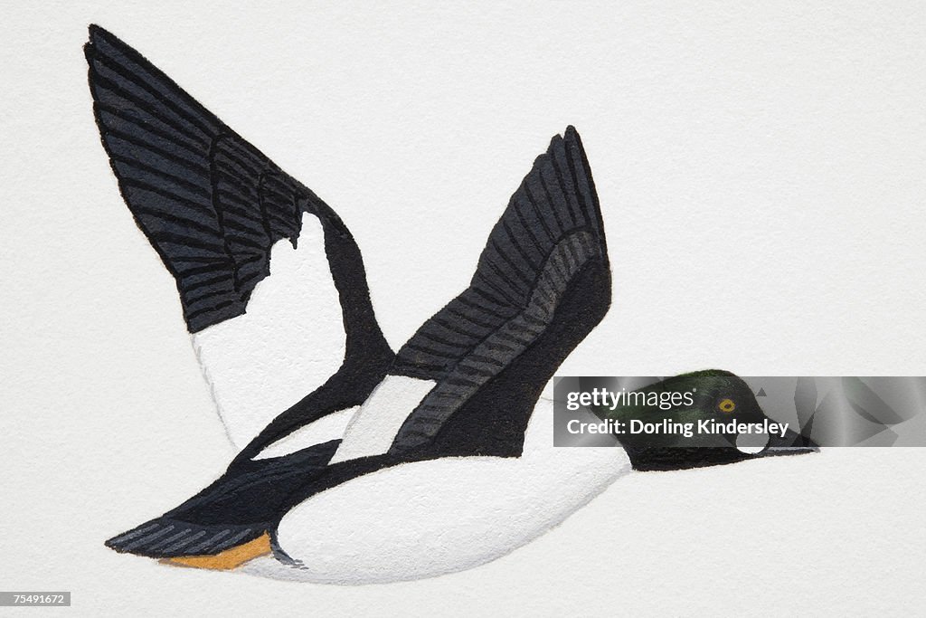 Goldeneye (Bucephala clangula), adult sea duck