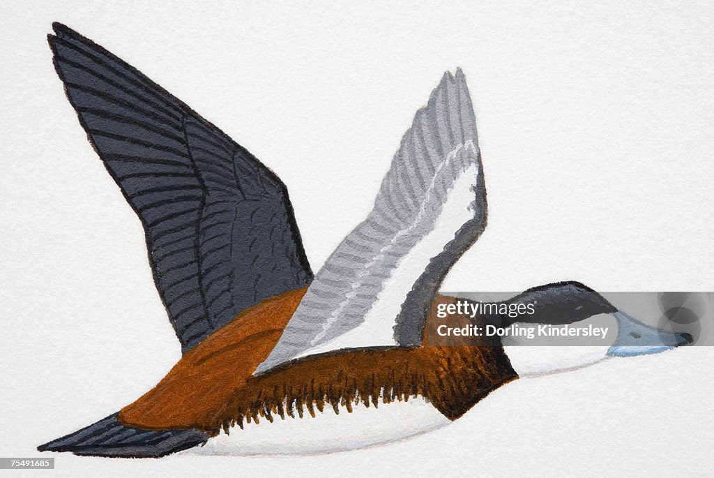 Ruddy Duck (Oxyura jamaicensis), adult male duck