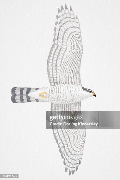 stockillustraties, clipart, cartoons en iconen met eurasian sparrowhawk (accipiter nisus), adult female bird of prey - sparrowhawk