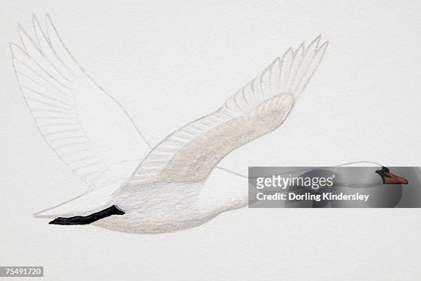 mute swan (cygnus olor), adult - mute swan stock illustrations