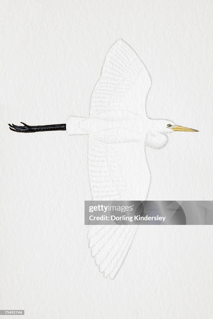 Great White Egret (Egretta alba), also known as White Heron, Common Egret, adult