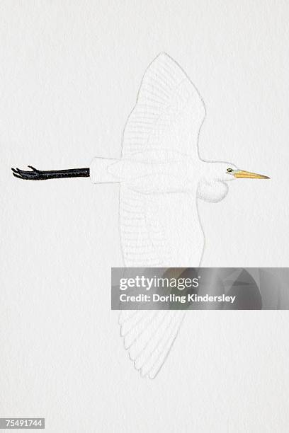 great white egret (egretta alba), also known as white heron, common egret, adult - great egret white background stock illustrations