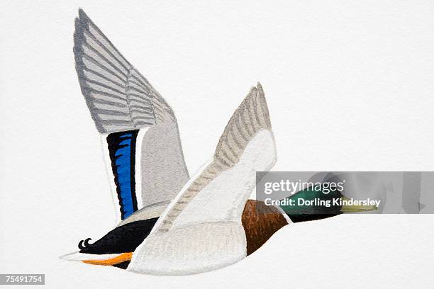 mallard (anas platyrhynchos), drake - drake stock illustrations