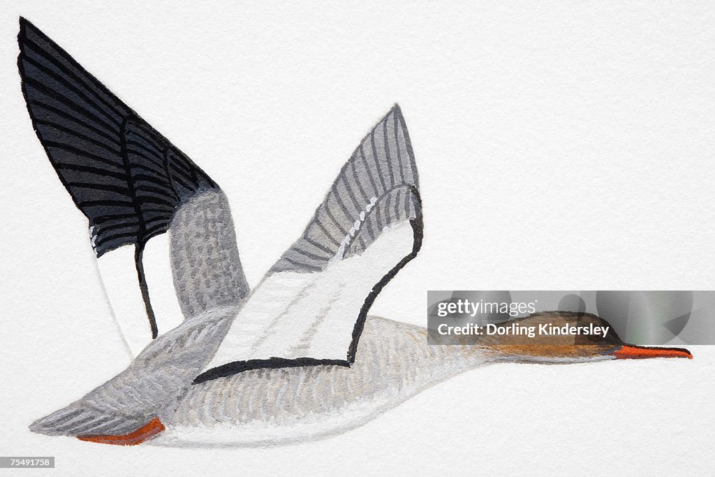 Red-breasted Merganser (Mergus serrator), adult female diving duck