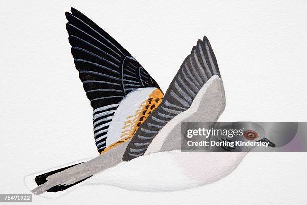 turtle dove (streptopelia turtur), adult - turtle doves stock illustrations