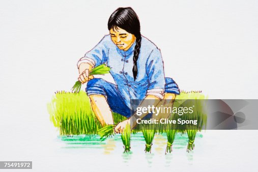 Worker in paddy fields Worker in paddy fields