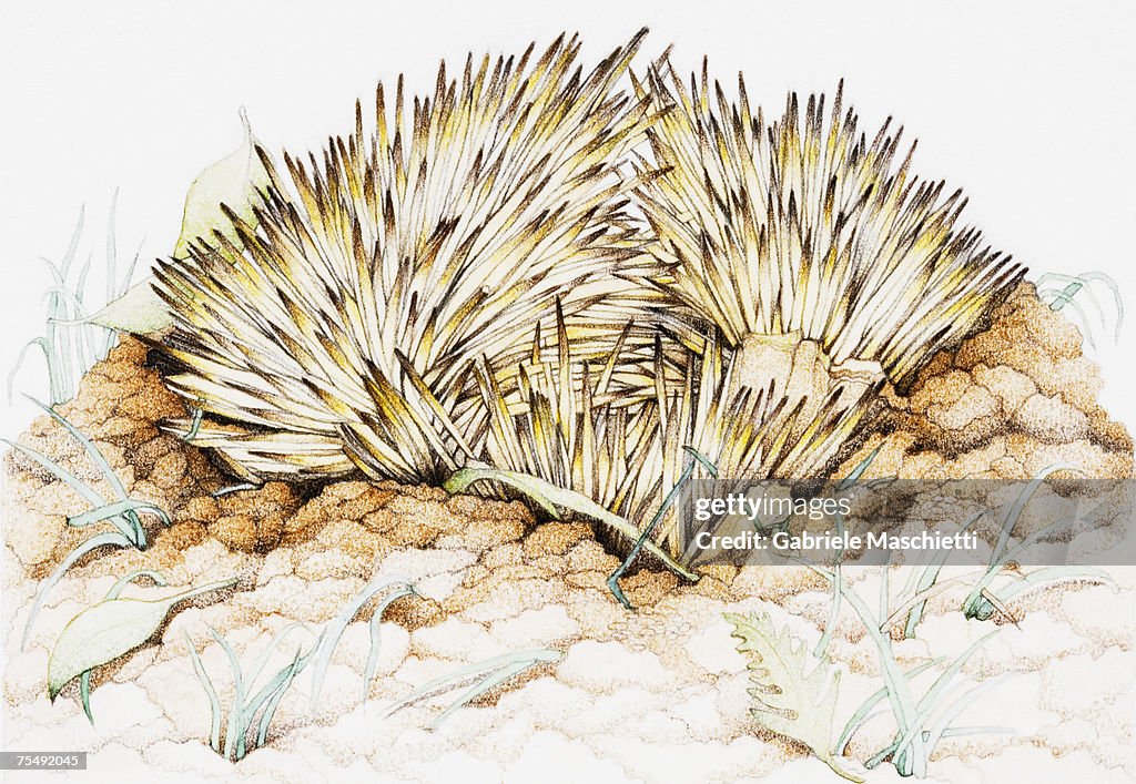 Echidna spines