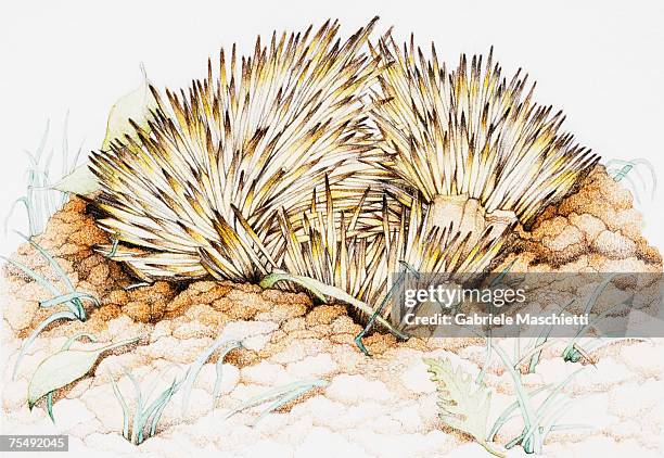 echidna spines - echidna stock illustrations