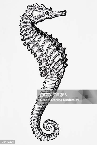 1 141点のタツノオトシゴイラスト素材 Getty Images 1 141点のタツノオトシゴイラスト素材 Getty Images