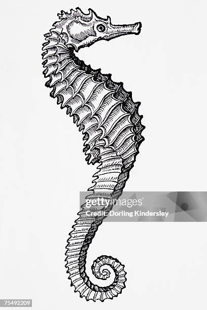 bildbanksillustrationer, clip art samt tecknat material och ikoner med sea horse (hippocampus) - sjöhäst