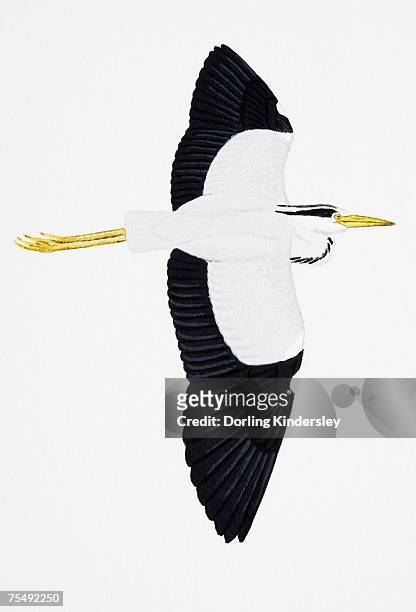 gray heron (ardea cinerea), large wading bird in flight - gray heron stock-grafiken, -clipart, -cartoons und -symbole