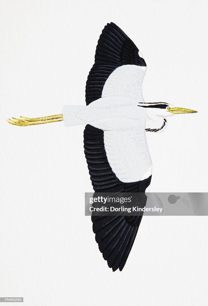 Gray Heron (Ardea cinerea), large wading bird in flight