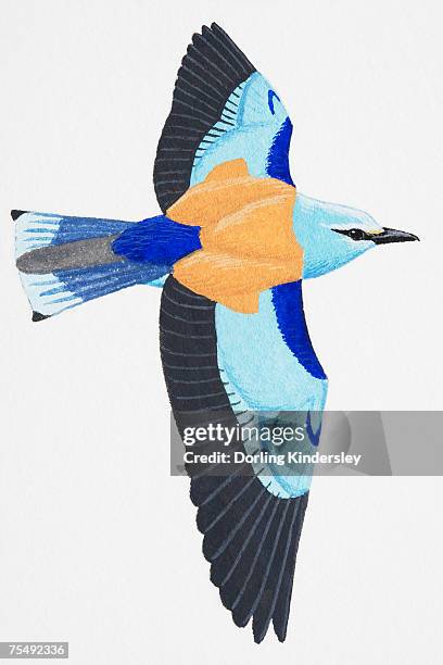 roller (coracias garrulus), adult - european roller stock illustrations