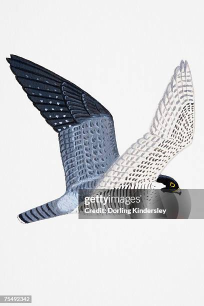 peregrine falcon (falco peregrinus), adult - peregrine falcon stock illustrations