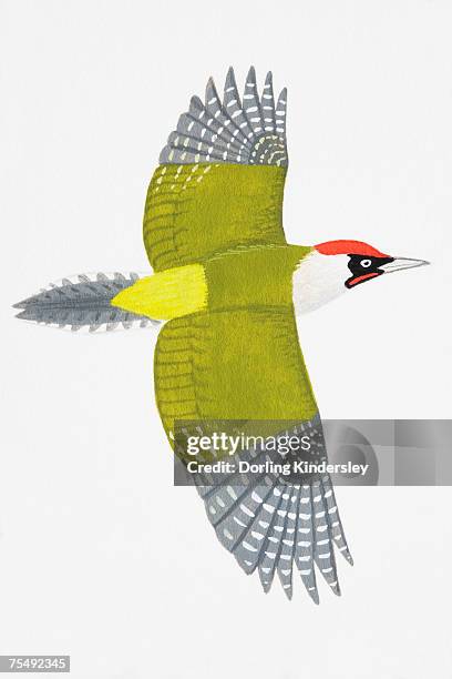 green woodpecker (picus viridis), adult male - european green woodpecker stock illustrations