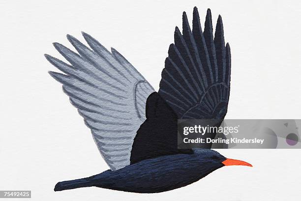 chough (pyrrhocorax pyrrhocorax), adult - red billed chough stock illustrations