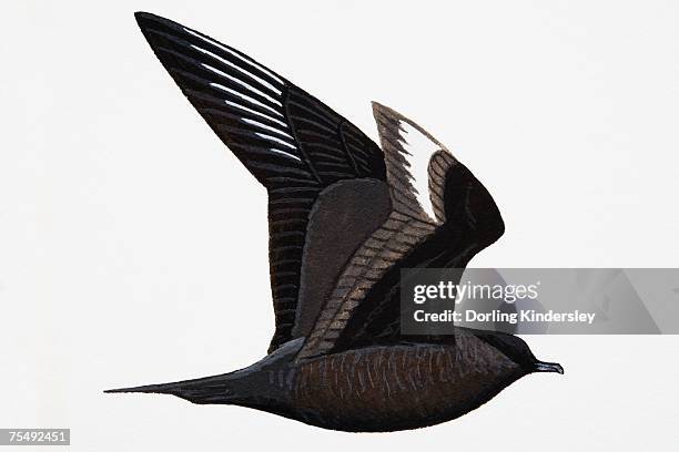 arctic skua (stercorarius parasiticus), adult, summer - arctic skua stock illustrations