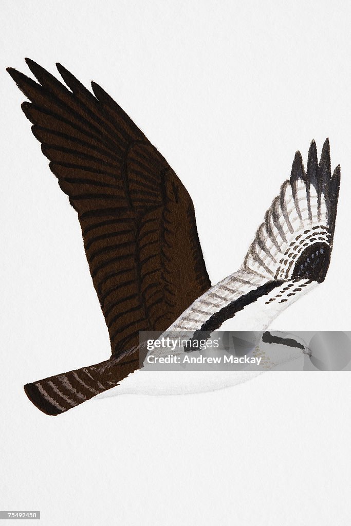 Osprey (Pandion haliaetus), adult male