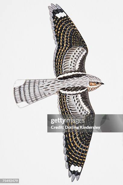 european nightjar (caprimulgus europaeus), adult male - caprimulgus europaeus stock illustrations