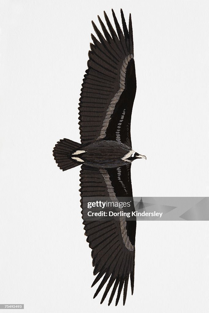 Black Vulture (Aegypius monachus), also known as Eurasian Vulture, Monk Vulture, Cinereous Vulture, adult