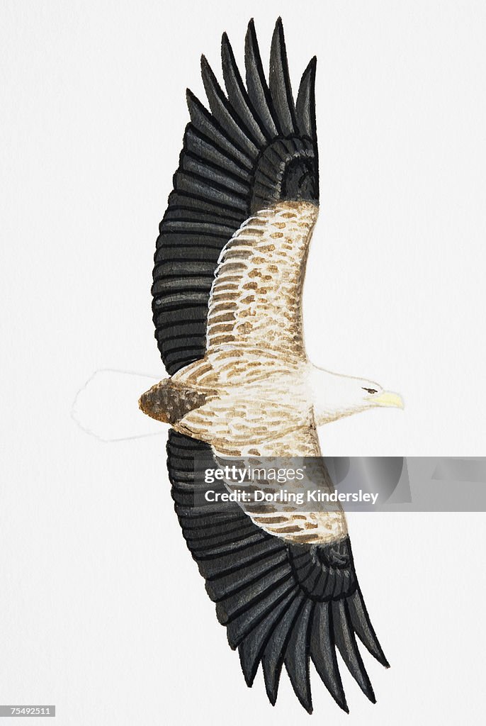White-tailed Eagle (Haliaeetus albicilla), also known as Sea Eagle, Erne (sometimes Ern), or White-tailed Sea-eagle, adult
