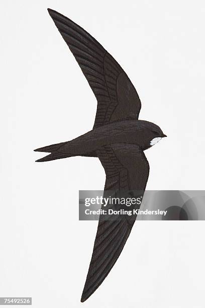 swift (apus apus), adult - common swift flying stock illustrations