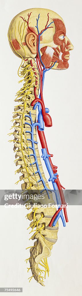 Vertebral column